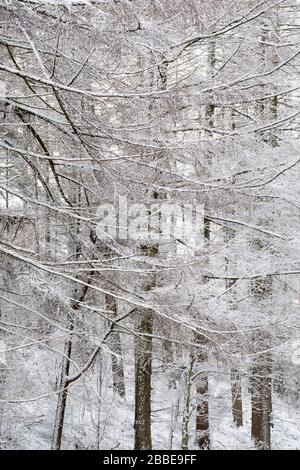 Winterschnee im College Moor in der Nähe von Wass im Norden Yorkshire Stockfoto