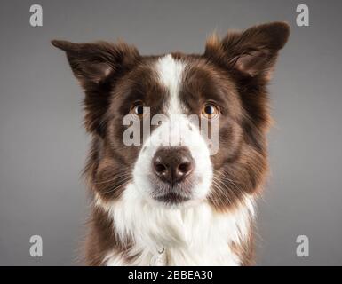 Porträt eines Hundes Stockfoto