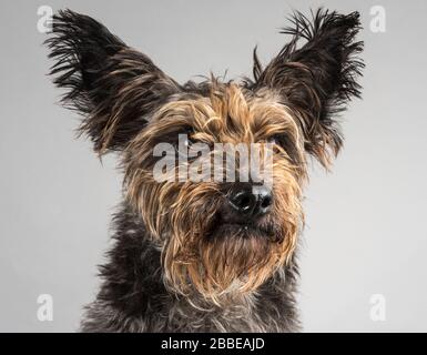 Portrait eines Cairn Terrier Hundes Stockfoto