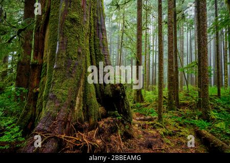 Western Red Cedar (Thuja plicata), Eden Grove (in der Nähe von Port Renfrew), Vancouver Island, BC, Kanada Stockfoto