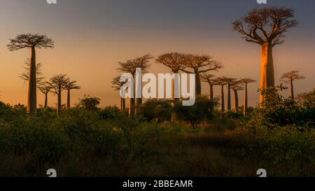 Baobab-Gasse in der Nähe von Morondava, Madagaskar Stockfoto