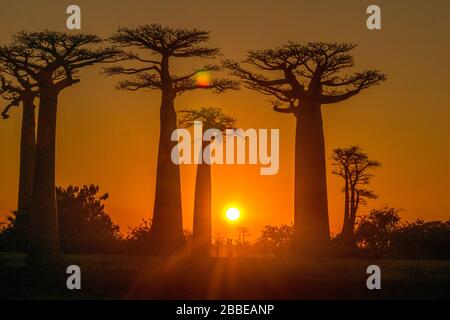 Baobab-Gasse in der Nähe von Morondava, Madagaskar Stockfoto