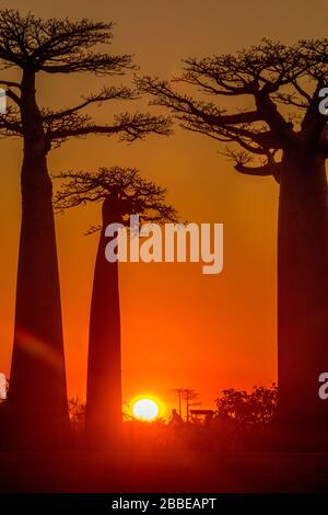 Baobab-Gasse in der Nähe von Morondava, Madagaskar Stockfoto