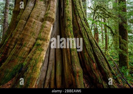 Western Red Cedar (Thuja plicata), Eden Grove (in der Nähe von Port Renfrew), Vancouver Island, BC, Kanada Stockfoto