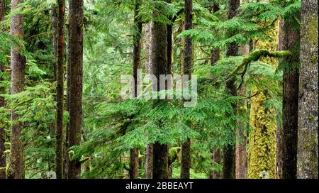 Sitka Fichte, Picea sitchensis und Western Hemlock, Tsuga heterophylla, Eden Grove (in der Nähe von Port Renfrew), Vancouver Island, BC, Kanada Stockfoto