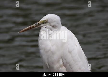 Weißes Egrettlos-Hochformat Stockfoto