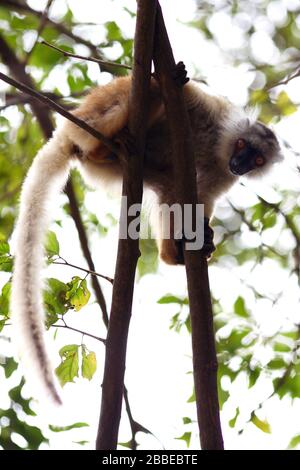 Ein weiblicher schwarzer Lemur (Eulemur macaco, Lemuridae) scannt den Menschen mit einer Banane. Ankify, Madagaskar. Stockfoto