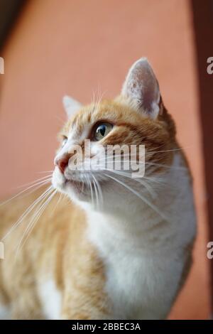 Eine aufmerksame Ingwerkatze schaut nach draußen Stockfoto