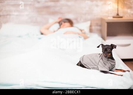 Ein kleiner Hund sitzt bequem am Bettrand, während eine schöne Frau mit den Augen schläft. Stockfoto