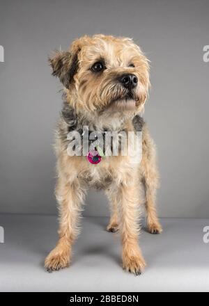 Border Terrier Waiting, Großbritannien. Stockfoto