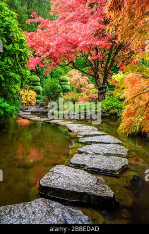 Japanische Ahorn- und Japan-Ahorn-Spitze, Acer Palmatum, Butchart Gardens, Victoria, Vancouver Island, BC Canada Stockfoto