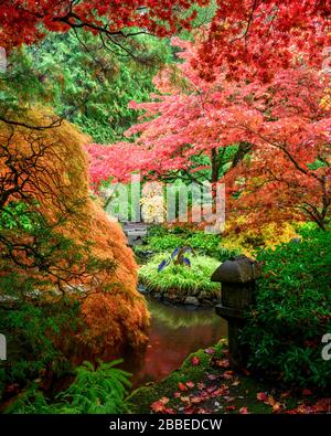 Japanische Ahorn- und Japan-Ahorn-Spitze, Acer Palmatum, Butchart Gardens, Victoria, Vancouver Island, BC Canada Stockfoto