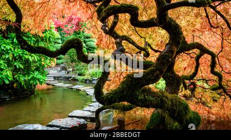 Japanische Ahorn- und Japan-Ahorn-Spitze, Acer Palmatum, Butchart Gardens, Victoria, Vancouver Island, BC Canada Stockfoto