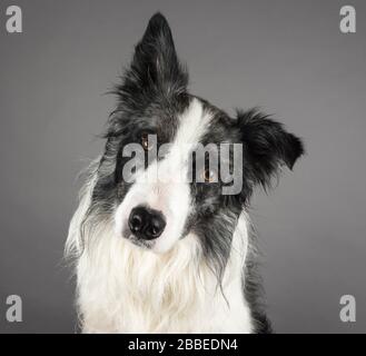 Porträt eines weiblichen Border Collie Hundes (5 Jahre) Stockfoto