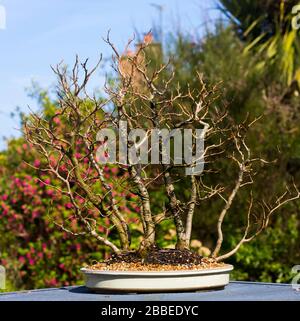 Informelle, aufrechte Beech-Bonsai-Waldbepflanzung in Entwicklung in einem Enthusiasten-Garten in Bangor Nordirland Stockfoto