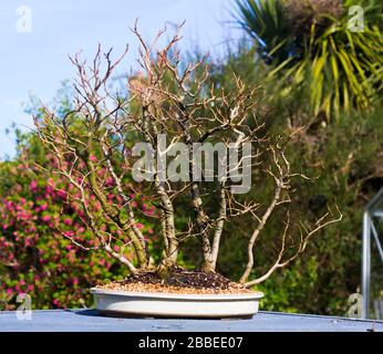 Informelle, aufrechte Beech-Bonsai-Waldbepflanzung in Entwicklung in einem Enthusiasten-Garten in Bangor Nordirland Stockfoto