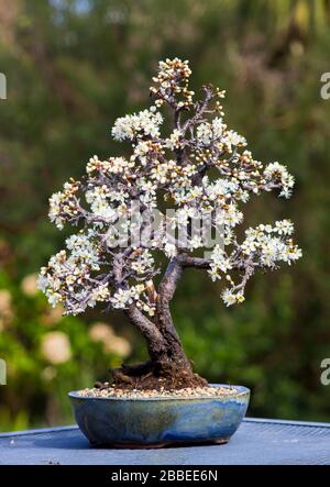 Detail einer schönen Blackthorn bonsai von einem Bonsai Enthusiasten in Nordirland im Frühling Blumen angebaut Stockfoto