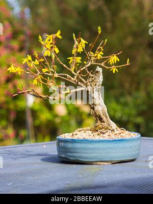 Ein Chuhin Forsythia Spectabilis Bonsai in Entwicklung aus einem alten verfallenden Baumstumpf in einem flachen blau glasierten Bonsai-Topf Stockfoto