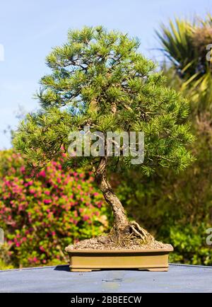 Hervorragende Muster informellen aufrecht Lonicera Bonsai in einer Enthusiasten Garten in Bangor Northern Ireland Stockfoto