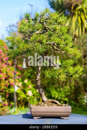 Hervorragende Muster informellen aufrecht Lonicera Bonsai in einer Enthusiasten Garten in Bangor Northern Ireland Stockfoto