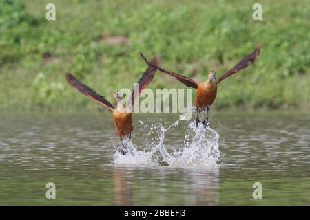 Weniger Pfeifente (Dendrocygna javanica) Stockfoto