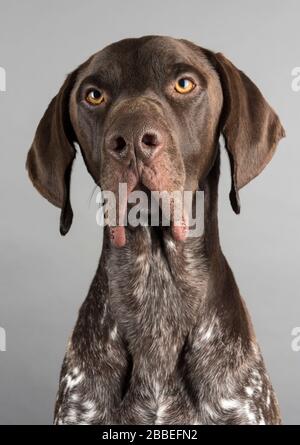 Deutscher Kurzzeigezeiger, Großbritannien. Stockfoto