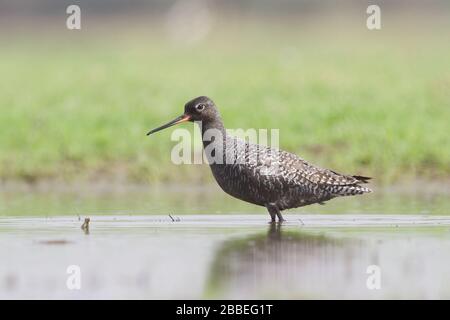 Gefleckter Rotschank (Tringa erythropus) bei Thol, Vogelschutzgebiet, Mehsana, Gujarat, Indien Stockfoto