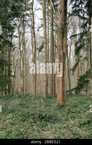 Pinien in Sharsted Wood außerhalb Newnham in der Nähe von Sittingbourne in Kent, England Stockfoto