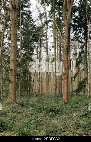 Pinien in Sharsted Wood außerhalb Newnham in der Nähe von Sittingbourne in Kent, England Stockfoto