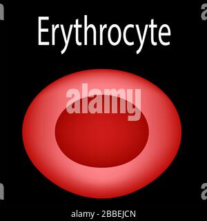 Die Struktur der roten Blutkörperchen. Erythrozyten-Blutzelle. Die Struktur der Erythrozyten. Infografiken. Vektorgrafiken auf isoliert Stock Vektor