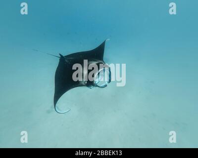 Riesiges Mantarochen im Flachwasser Stockfoto