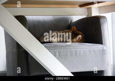 Die Katze schläft auf einem Stuhl, der unter einem Esstisch geschützt ist Stockfoto