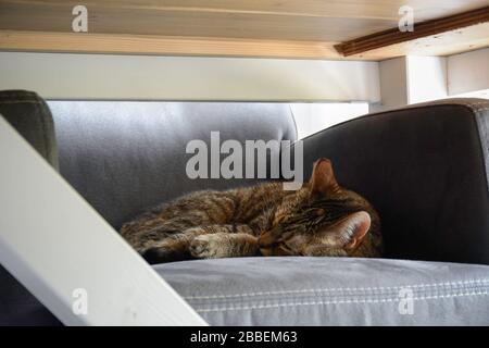 Die Katze schläft auf einem Stuhl, der unter einem Esstisch geschützt ist Stockfoto