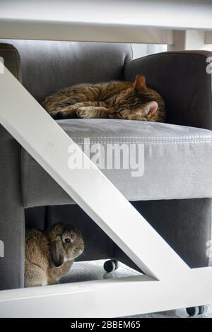 Versteckte Katze und Kaninchen. Die Katze schläft auf einem Stuhl, der unter einem Esstisch und einem Häschen unter dem Stuhl geschützt ist Stockfoto