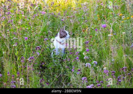 Katze mit Kragen auf Entdeckungsreise in einer Blumenwiese an einem Sommertag. Die Katze sitzt zwischen dem Gras Stockfoto