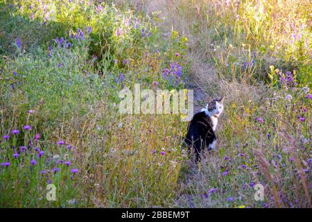 Katze mit Kragen auf Entdeckungsreise in einer Blumenwiese an einem Sommertag. Katze mit Blick auf die Kamera. Stockfoto