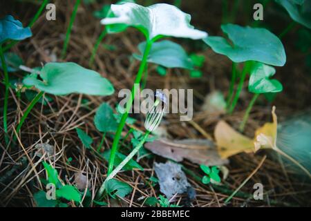 Mehrjährige Blumen: Der Wasserlauf des Friars oder Larus (Arisarum Vulgare) Stockfoto