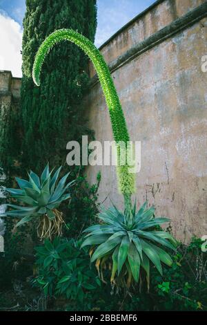 Exotische Pflanzen: Fox Tail Agave (Agave Attenuata) auf einem Park in Vejer, Spanien Stockfoto