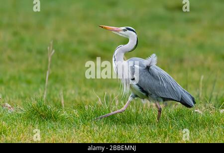 Seitenansicht eines Erwachsenen Graureiher (Ardea cinerea), einem großen Wasser waten Vogel, stolz Walking im Winter in West Sussex, UK. Stockfoto