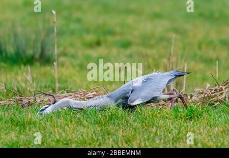 Nach Graureiher (Ardea cinerea), lurching leitet ein Tier zu greifen bei der Jagd und auf der Suche nach Nahrung im Winter in West Sussex, UK. Stockfoto