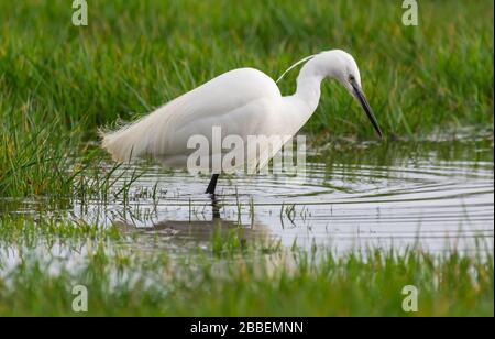 Little Egret Bird (Egretta garzetta) in einem überfluteten Feld im Frühling in West Sussex, England, Großbritannien. Stockfoto