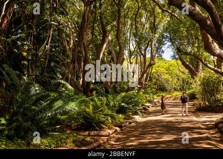 Südafrika, Kapstadt, Kirstenbosch National Botanical Garden, Besucher in schattiger Allee von Bäumen Stockfoto