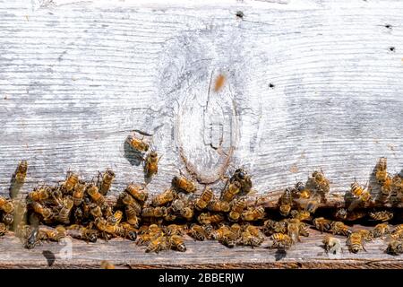 Bienen, die unten einen Holzbienenhund betreten und verlassen. Viele Bienen sind sichtbar. Nahansicht, viel Platz für Text oben. Stockfoto