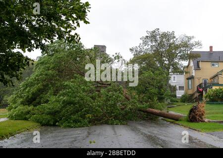 Ein großer Baum ist über eine Straße gefallen. Die Straße ist komplett gesperrt. Der Baum fiel durch starke Winde während des Hurrikans Dorian. Übergiebeltem Himmel. Stockfoto