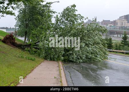 Ein großer Baum ist über eine Straße gefallen. Die Straße ist teilweise gesperrt. Der Baum fiel durch starke Winde während des Hurrikans Dorian. Übergiebeltem Himmel. Stockfoto