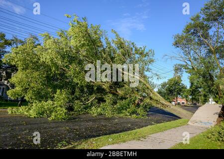 Ein großer Baum ist über eine Straße gefallen. Die Straße ist komplett gesperrt. Der Baum fiel durch starke Winde während des Hurrikans Dorian. Blauer Himmel. Stockfoto