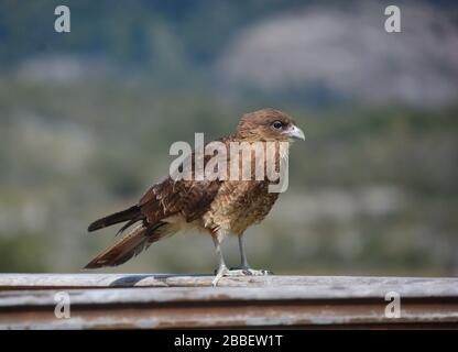 Tierra del Fuego, Argentinien: Nahaufnahme eines kleinen Schimangokarakarakaras (Greifvogel) Stockfoto