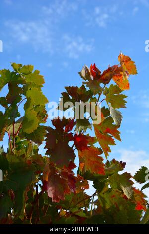 Nahaufnahme der im Herbst rot färbten Trauerblätter gegen einen blauen Himmel im Gebiet Rioja Alavesa Stockfoto