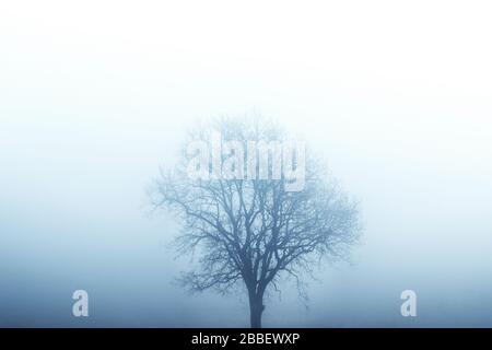 Isolierter Baum im Nebel, umgeben von geheimnisvoller düsterer Stimmung Stockfoto