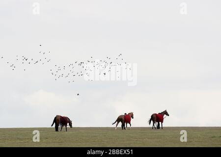 Pferde werden auf der Newmarket Racecourse ausgespaziert Stockfoto